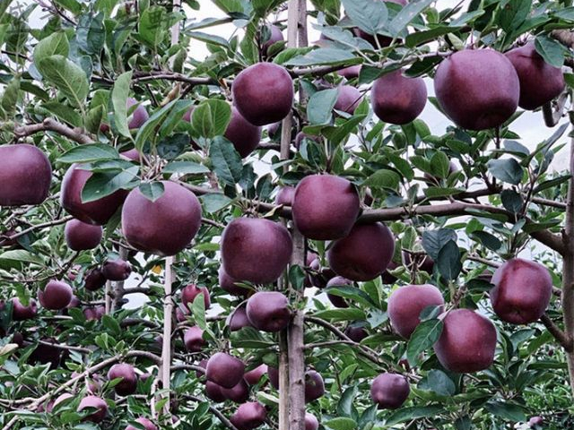 家有院子的,可以种植几棵这种果树,产量高,耐寒耐旱,好养易活