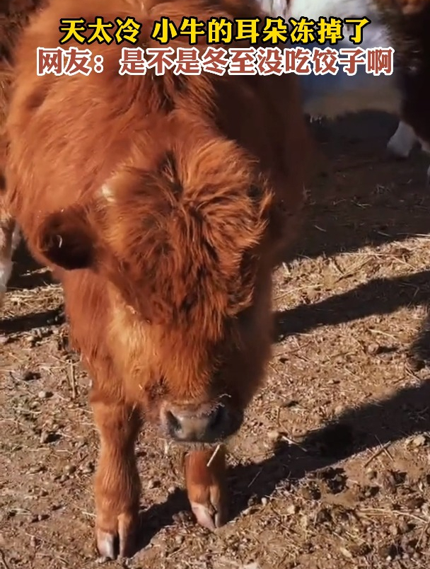 天太冷 小牛的耳朵冻掉了网友:是不是冬至没吃饺子啊