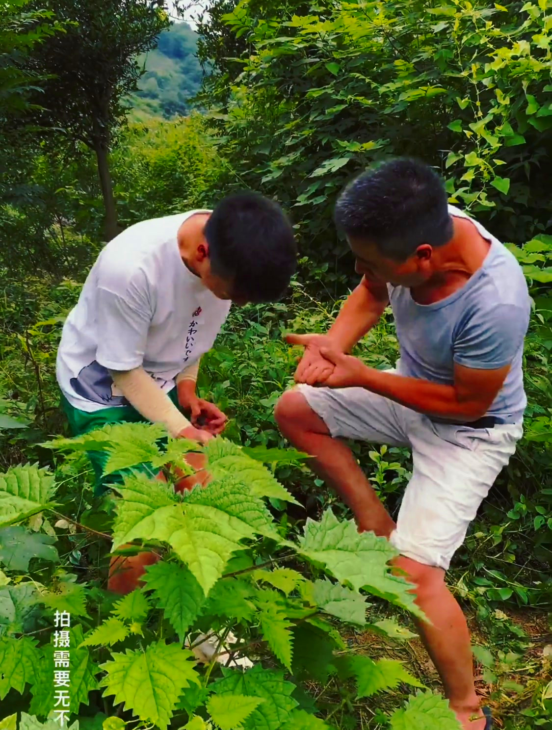 我们四川话的活麻,这个看见了摸不得哦-度小视