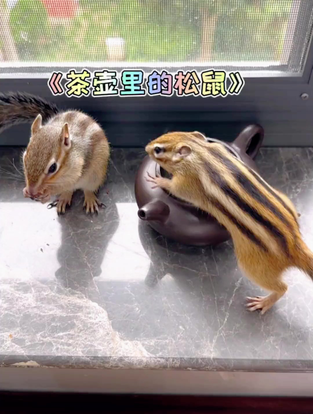 小松鼠普洱的由来!