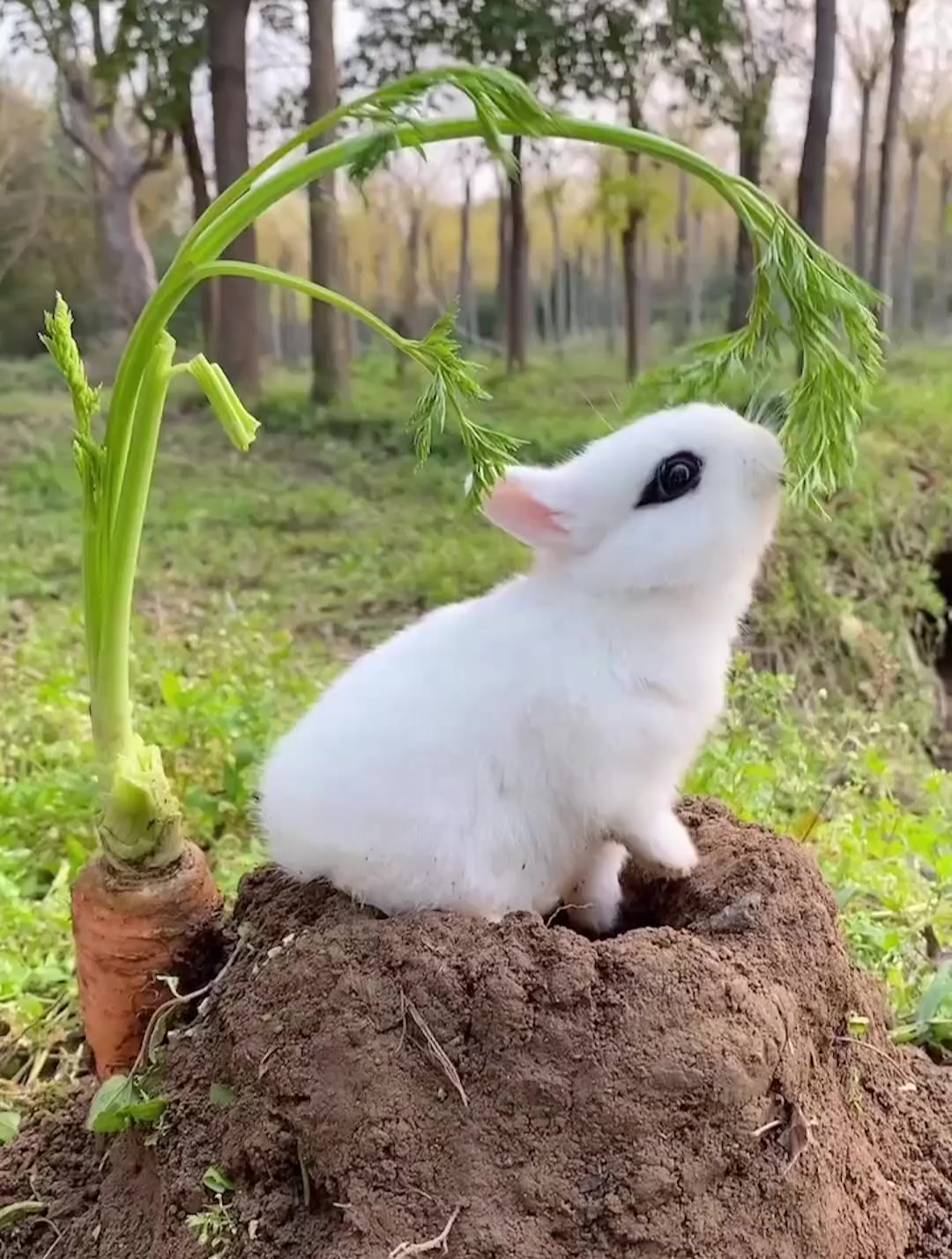 自带眼线的小兔兔,洗脸的样子太萌了,这绝对是兔子精了