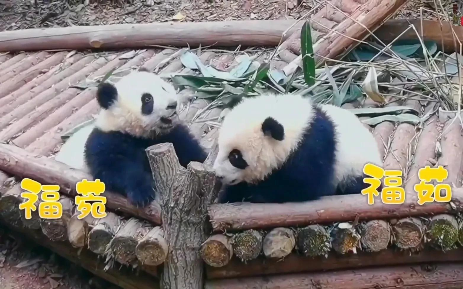 每天认识一只大熊猫——福禄,不火没有流量也不太有存在感的熊猫