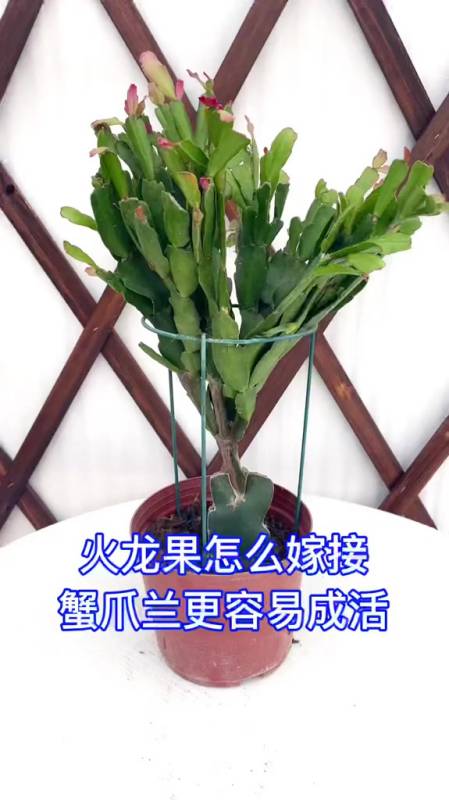 火龙果如何嫁接蟹爪兰更容易成活?-度小视