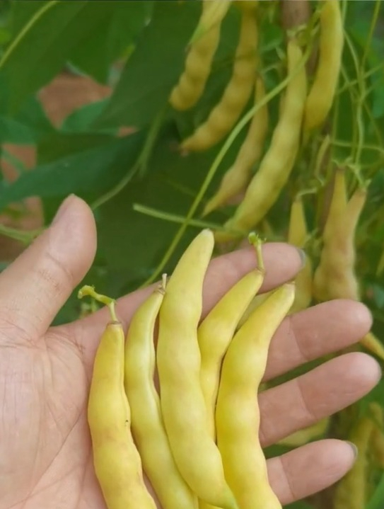 种一次收多茬的"黄金钩豆角",香面软甜炖菜非常好吃!