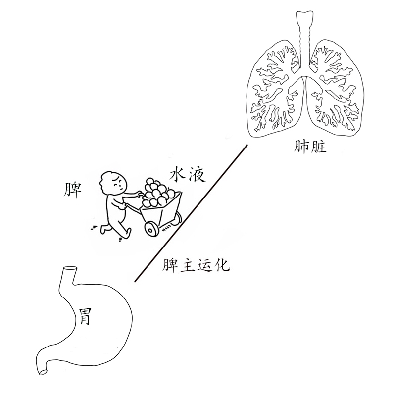 脾為生痰之源,分享一箇中成藥,燥溼化痰,清除身上的老痰,頑痰