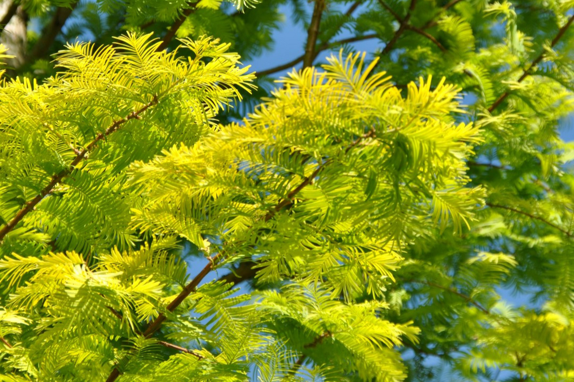 养护金叶水杉需要注意土壤,光照,水分,温度和修剪等方面.