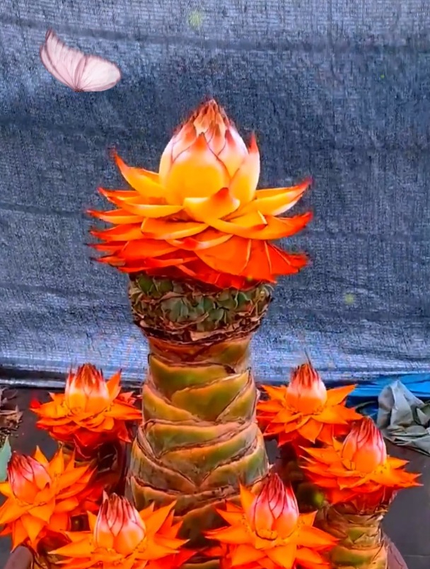 此花是佛祖的坐下的莲花台,象征万事如意,有钱人都养它!