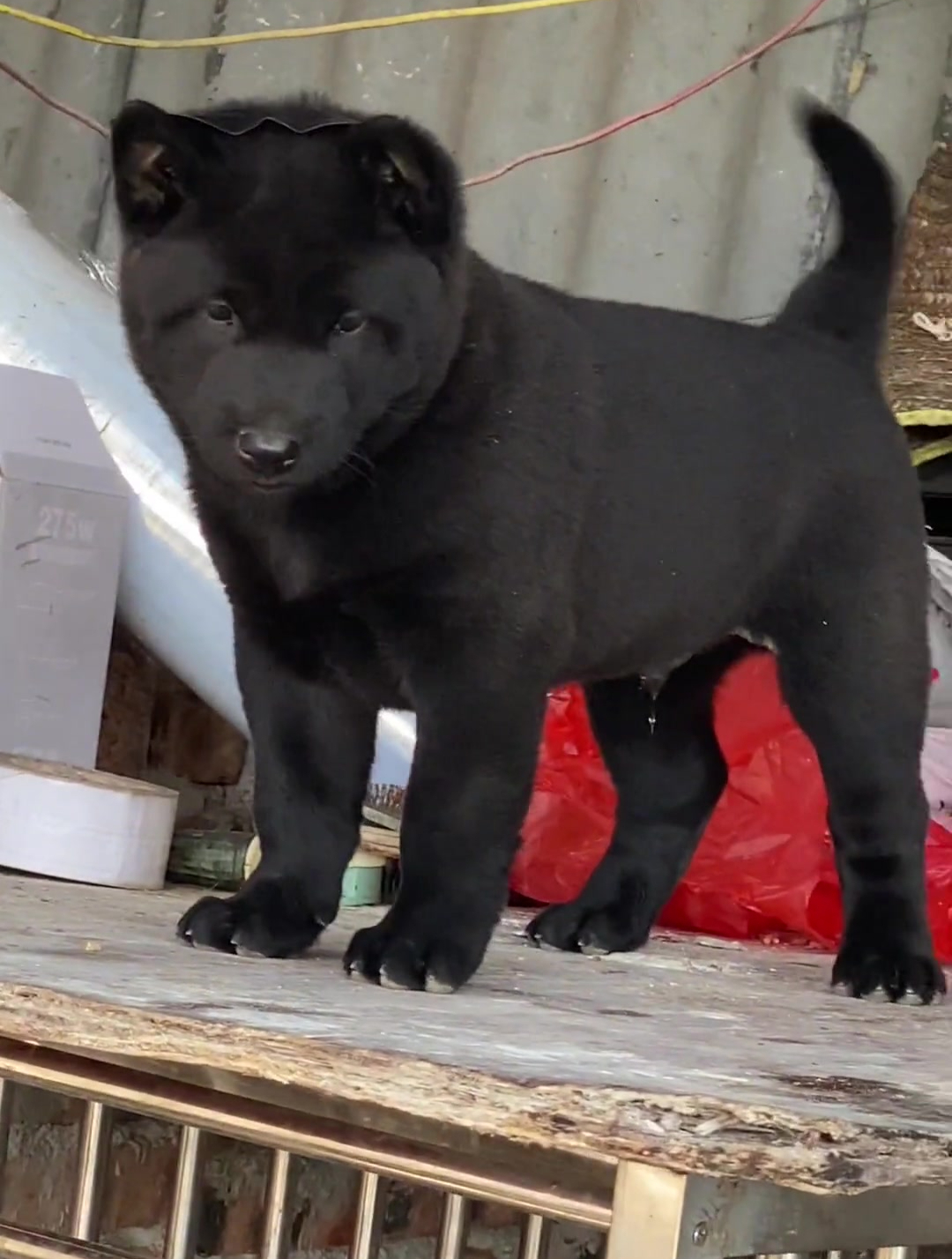 纯黑的田园犬看上去就很霸气自带怒气光环的那种类型