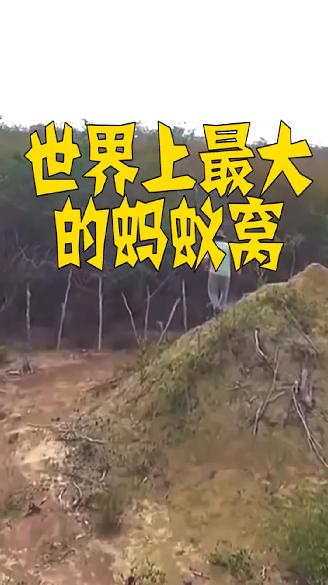 世界上最大的蚂蚁窝,面积比英国都要大