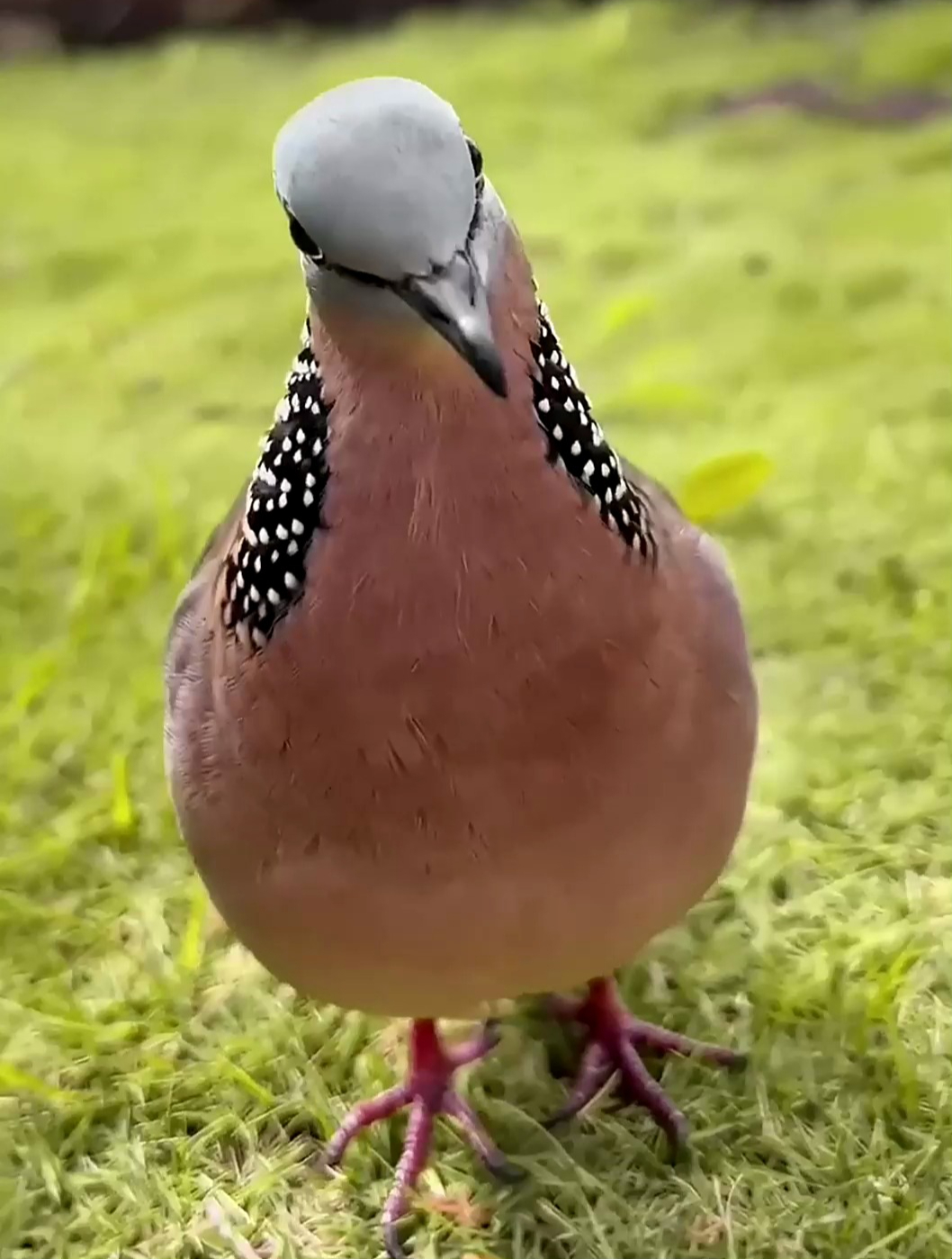 一只可爱的斑鸠,印第安纳老斑鸠!