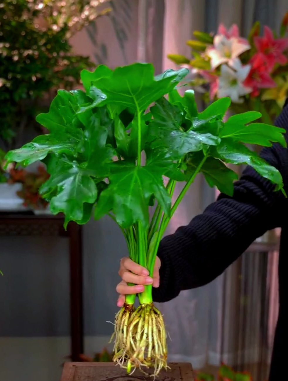 适合室内养的大叶春羽一年四季绿油油时尚又大气