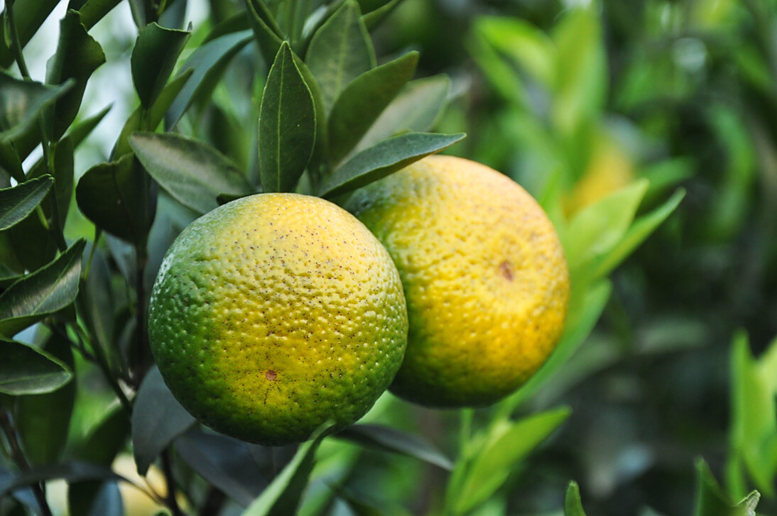 老李调研得知,在2010年后的十年间,大红柑的占比更是随着新会陈皮的