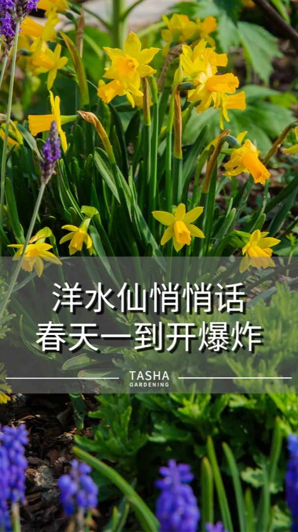 洋水仙悄悄话春天一到开爆炸