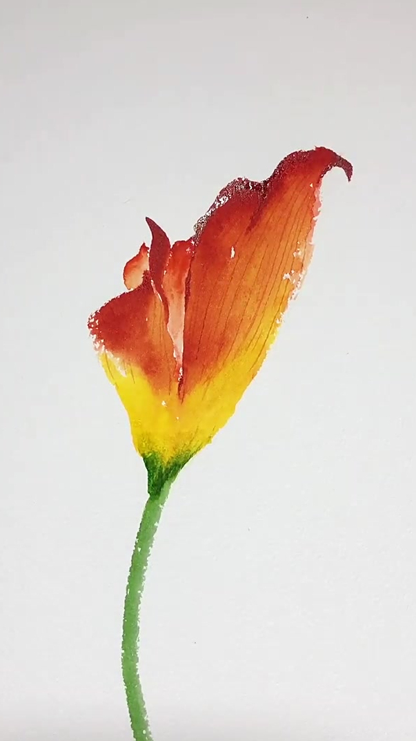 红掌,水彩绘画,绘画日常