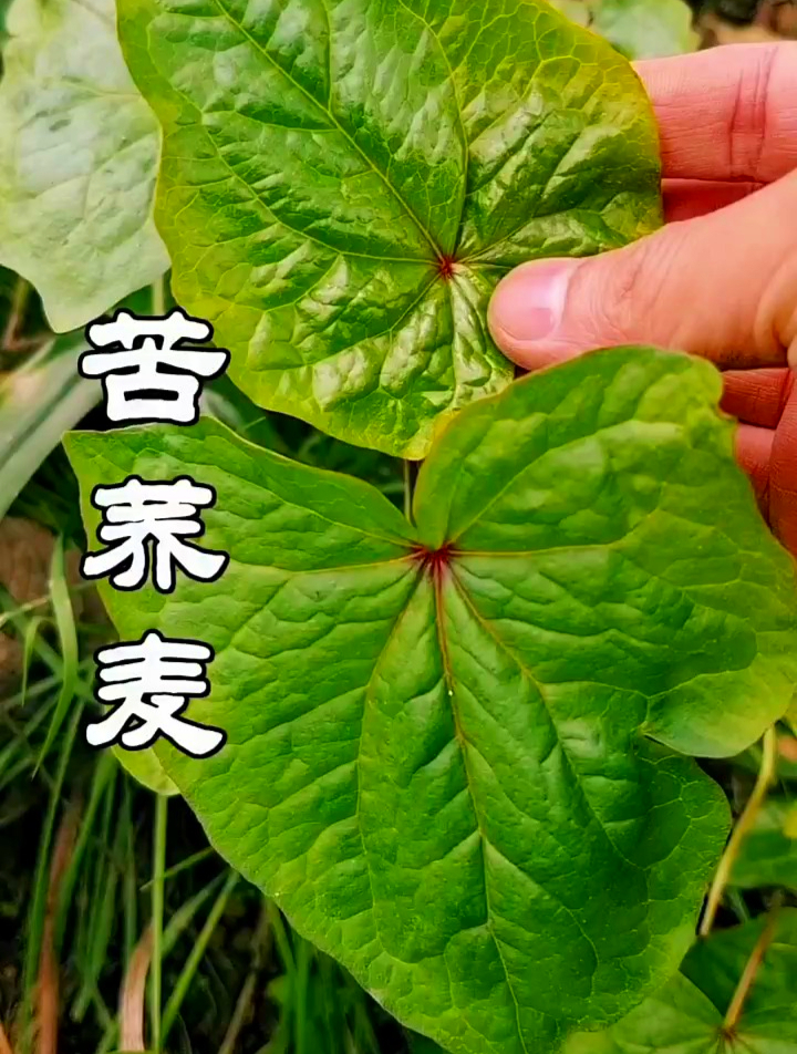 植物科普:苦荞麦比甜荞麦的营养价值高出很多,被誉为五谷之王!