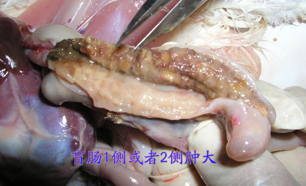 鸡组织滴虫病频发如何防止?禽医刘帆蛋鸡盲肠组织滴虫病?