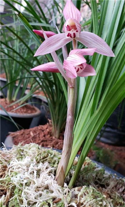 春剑经典色花新津胭脂,兰香浓郁,花姿优雅,花开出架,值得入手