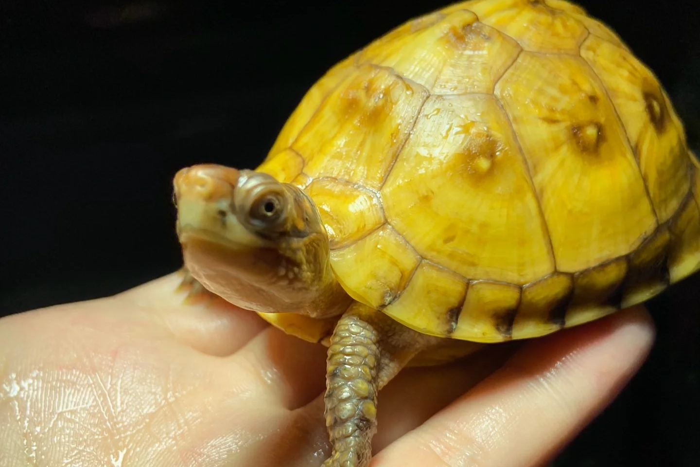 探秘观赏龟的世界:养殖方法与注意事项一网打尽!