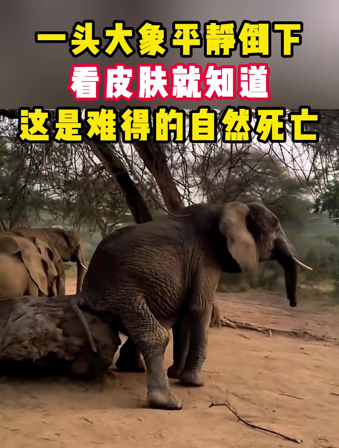 一头大象平静倒下,看皮肤就知道,这是难得的自然死亡