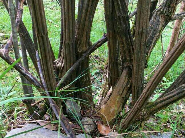 6条棱的树外形像枯木殊不知外号降龙乃是木中黄金