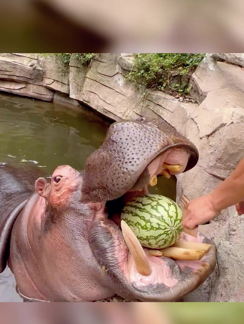 河马:吃了一辈子的西瓜,都不知道是啥味,好吃的都给它漏完了