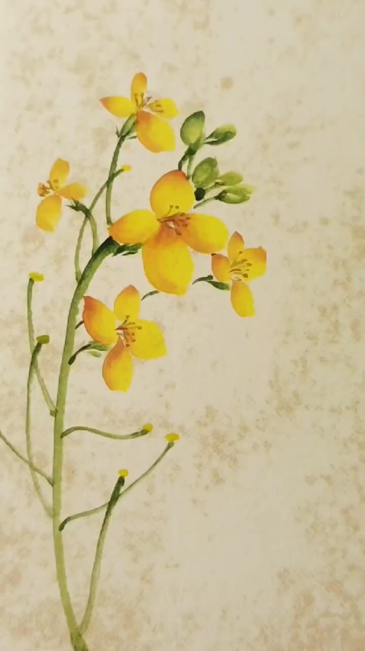 油菜花画法创作灵感国画