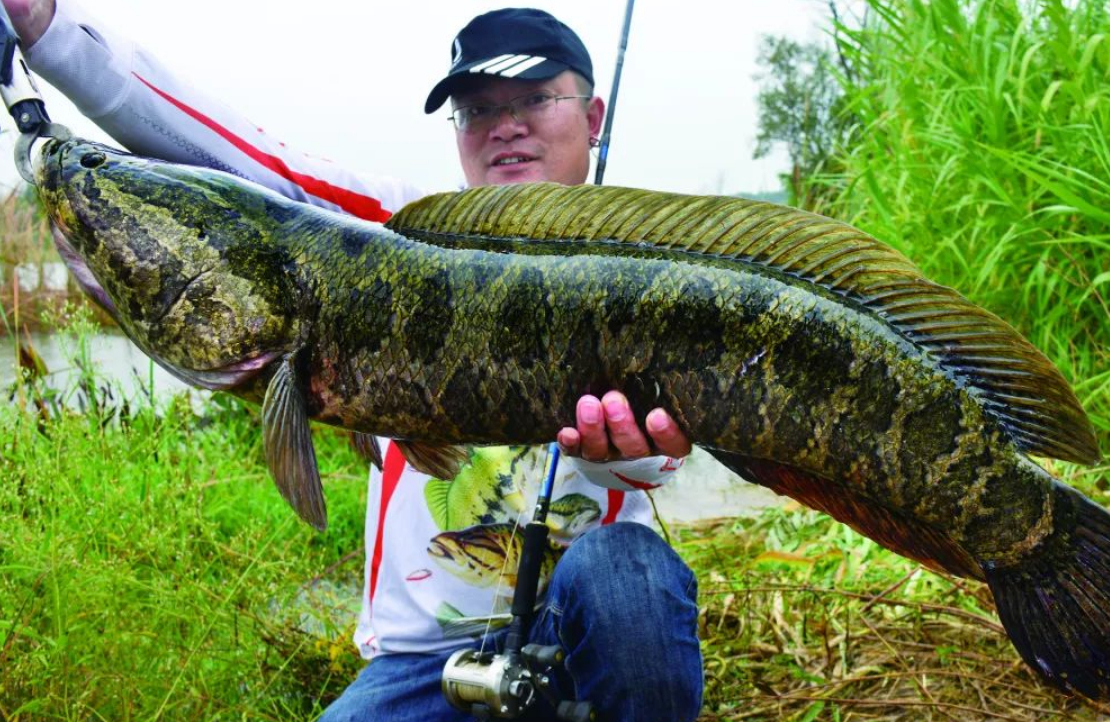 "蛇头鱼"入侵美国30年,造成十亿经济损失,来到中国却成为美食