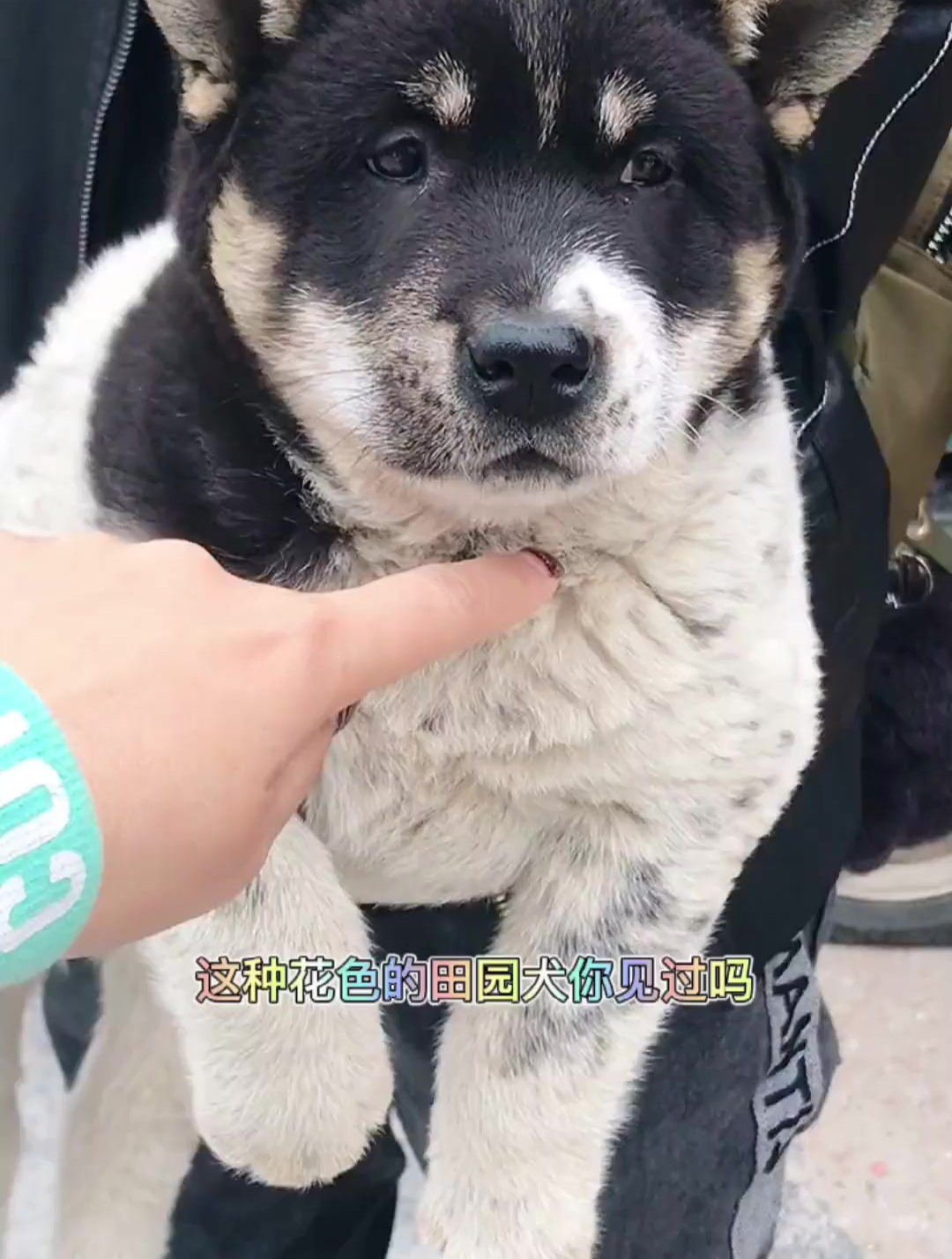 中华田园犬之,广西土猎花斑,狗来富,不知道大家认同吗