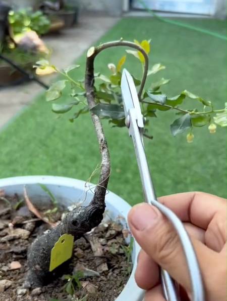 09-06225青衣微盆景4228粉丝  关注weirtion1月前上不留枝,下不留根