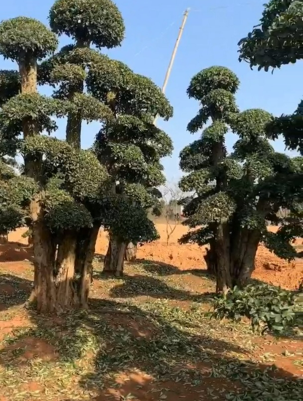 造型欏木石楠 國棟