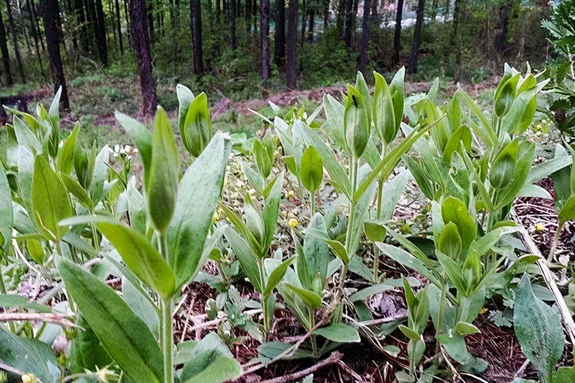 东北常见野菜图片