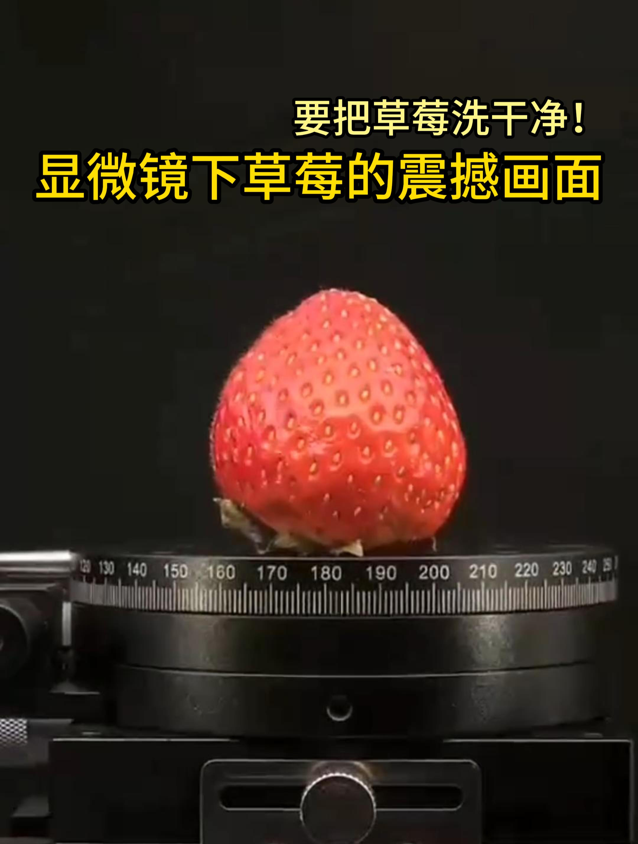 显微镜下的草莓图片