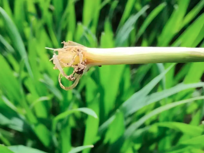 饿了什么都吃,蝼蛄危害水稻