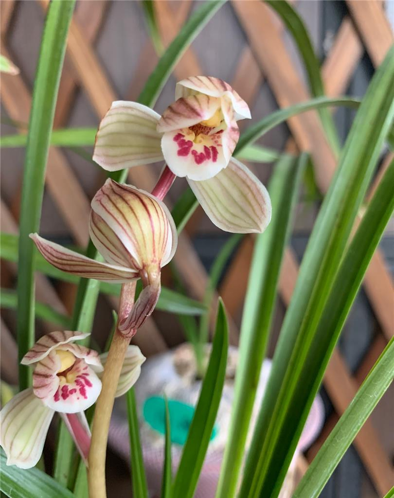 莲瓣兰荷瓣经典代表——紫熙荷,花姿优美,瓣型圆润,兰香四溢