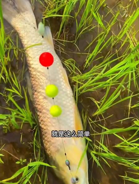 浮钓草鱼新"钓法",中鱼不跑鱼,草鱼来了直接跑不掉!-度小视