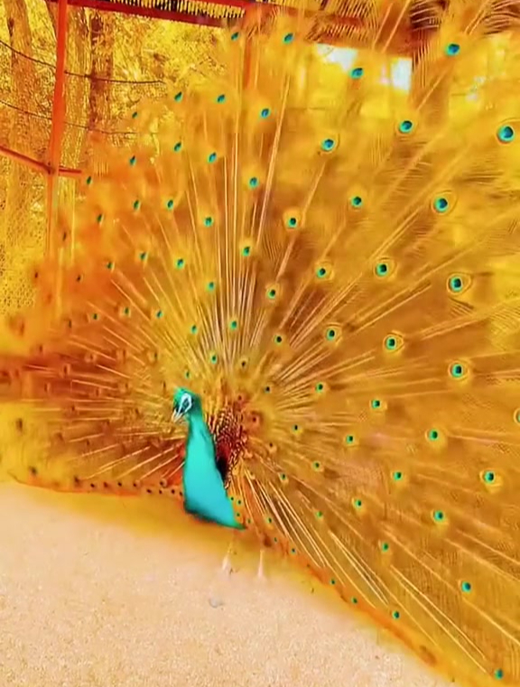 超美的孔雀开屏,愿见到的人丰财聚宝,连年有余