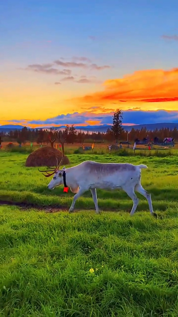 风景治愈系全国仅有两只的白色驯鹿你会喜欢吗旅行