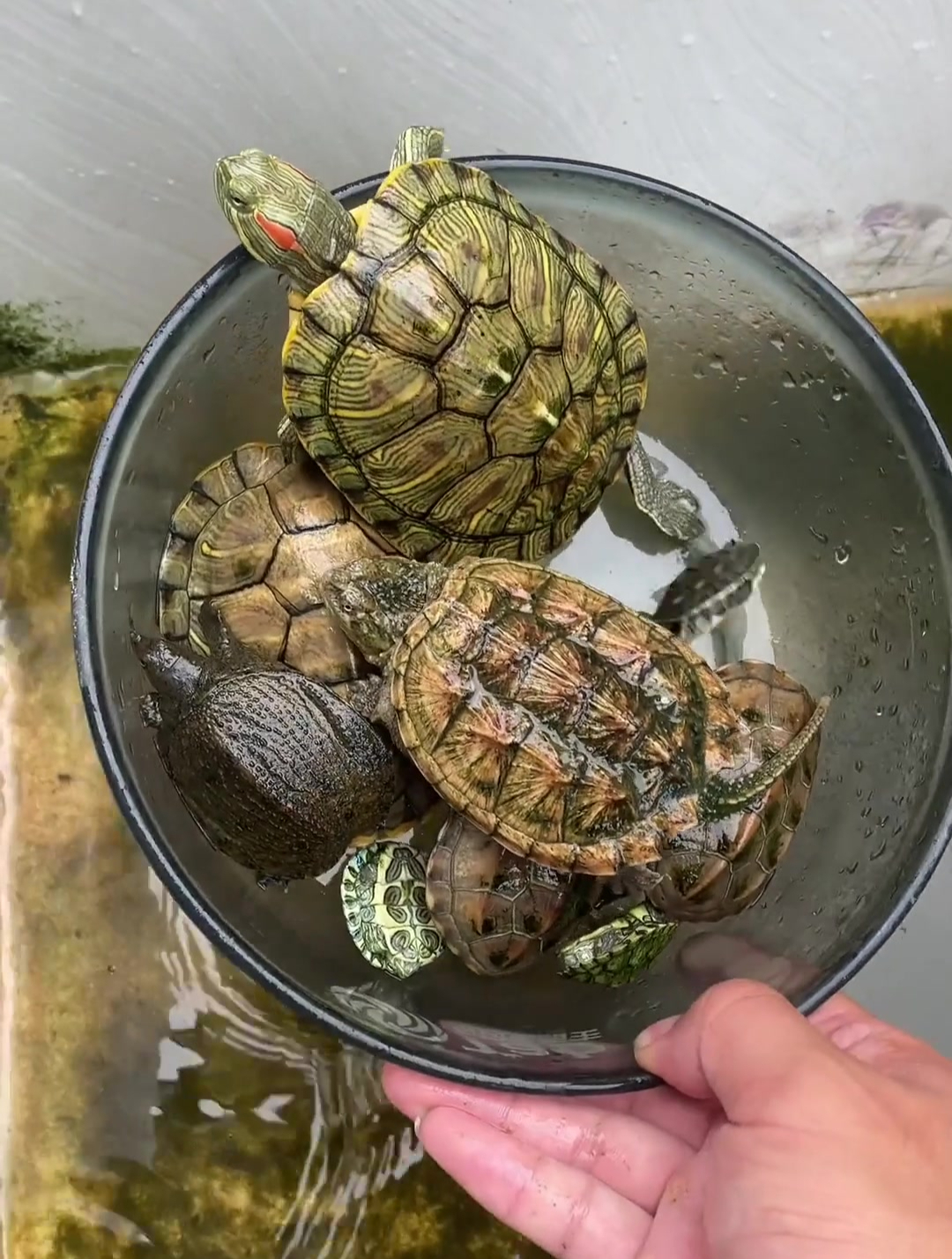 给我的小乌龟换换水 不知不觉都养了这么多乌龟了
