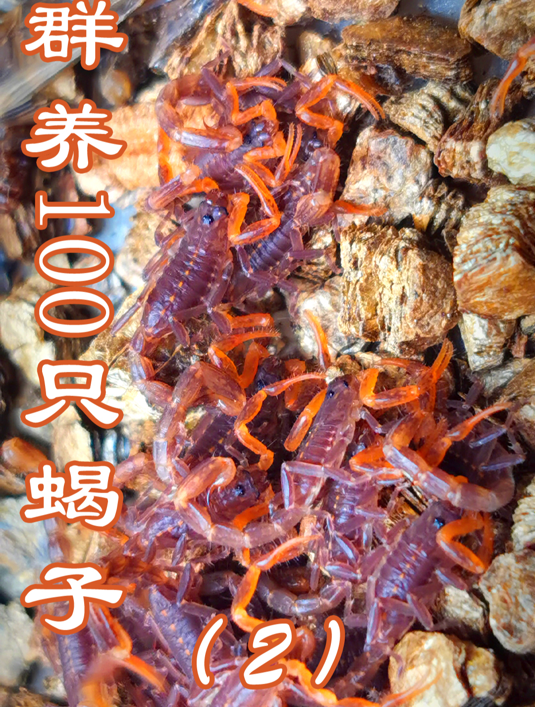 群养100只蝎子是什么感受?印度狼蝎介绍第二集