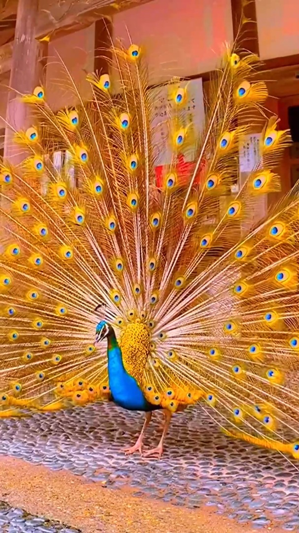 优美大自然:孔雀开屏孔雀开屏吉祥如意孔雀开屏