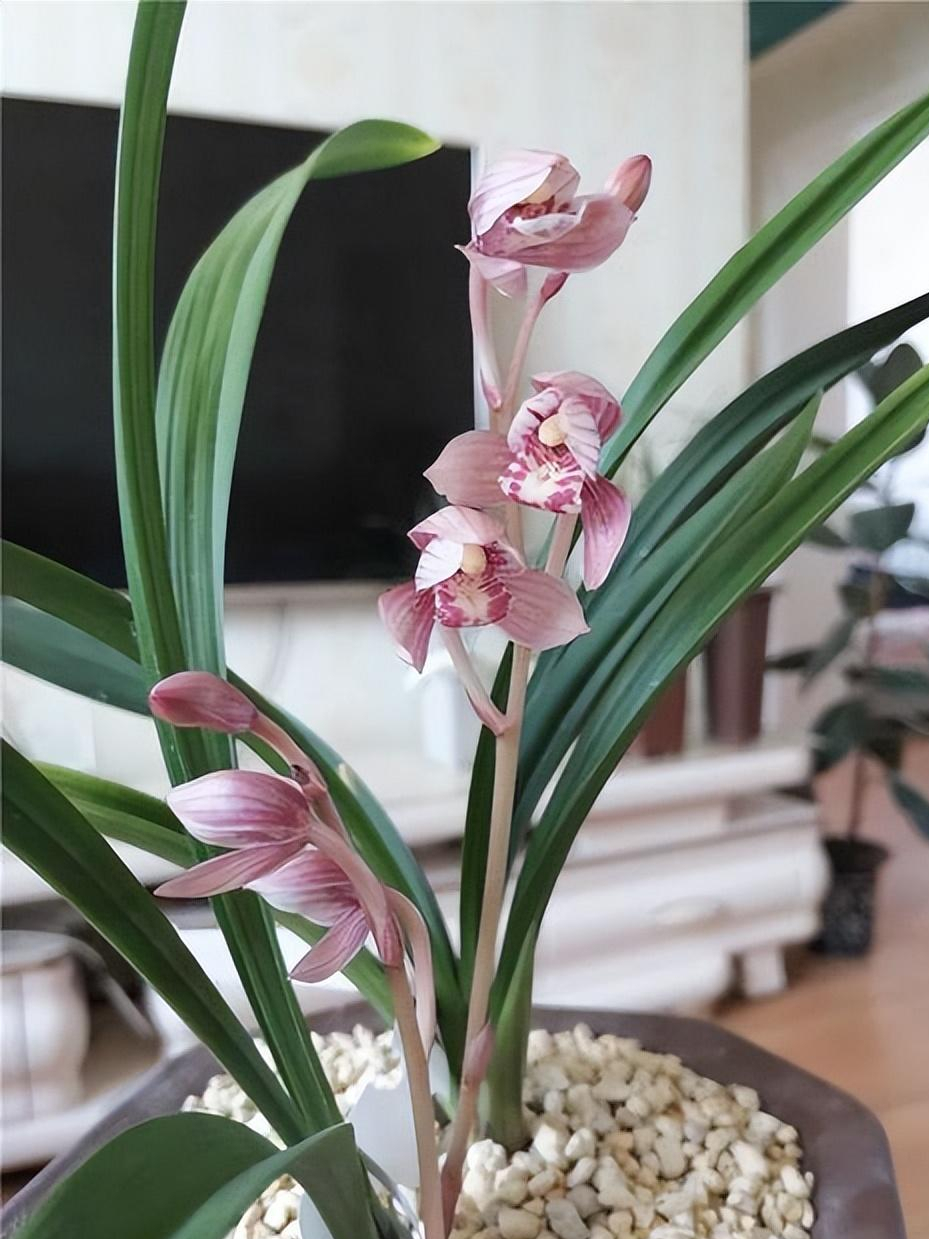 建兰顶级红素"东方红荷"花开正格,香气浓烈,花期长,值得拥有