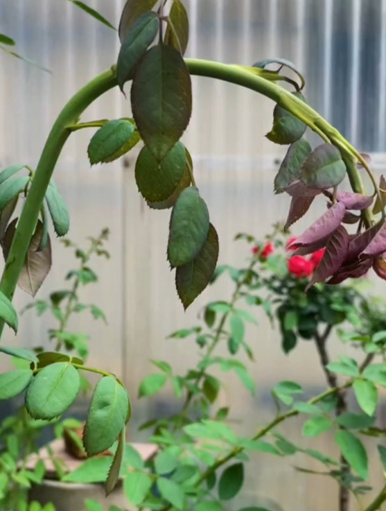 月季顶端变得垂头丧气原因有2个一是缺水二是感染了茎蜂