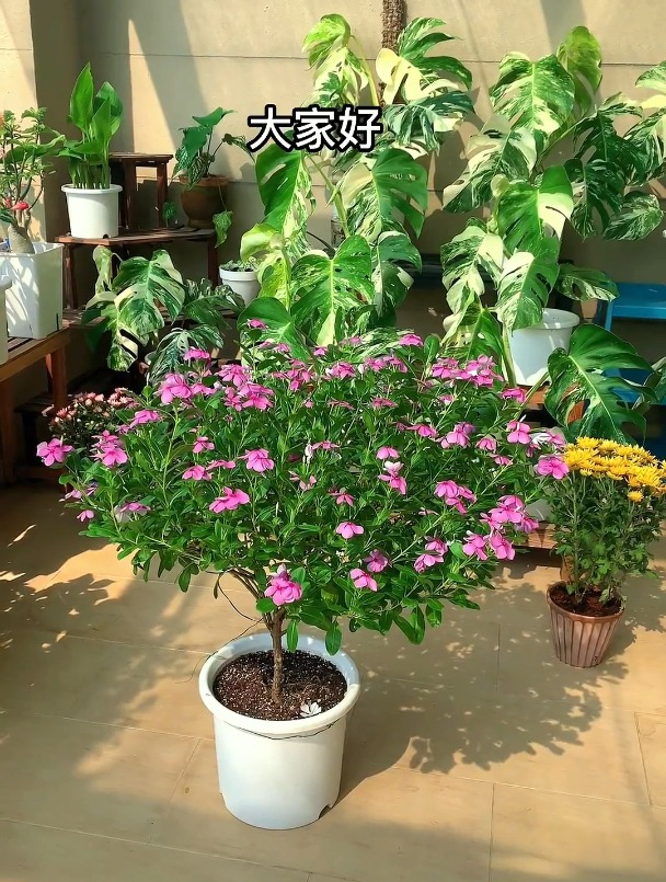 长春花棒棒糖造型修剪的分享-度小视