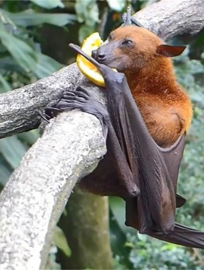 奇特的物种:狗头蝙蝠,这样的宠物,你敢养吗?