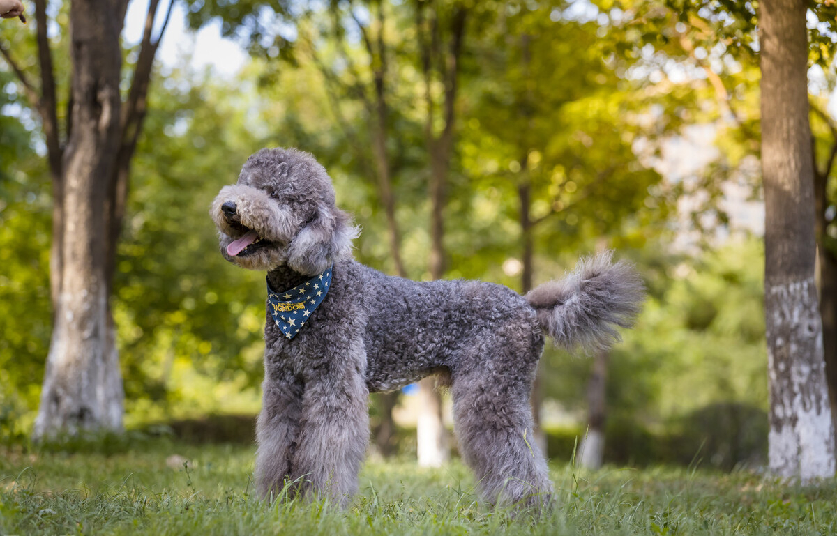 巨型贵宾犬毛发褪色怎么办?