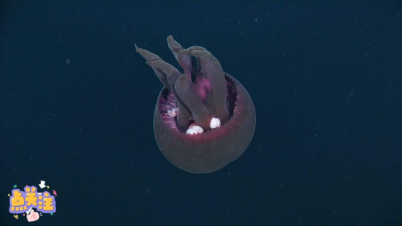 马里亚纳海沟 生物图片