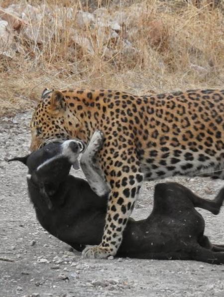 豹子偷袭路上的狗子,不料狗肉没吃着,反被狗子狂喷一分钟-度小视
