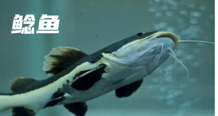 鲶鱼和梭边鱼有什么区别