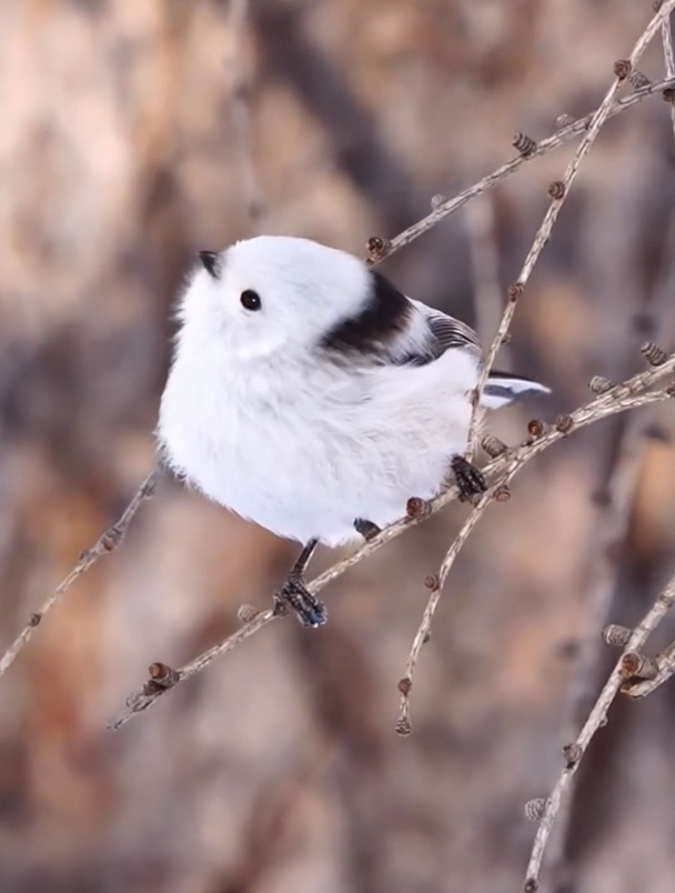 冬日里的雪精灵,肥啾啾的可爱