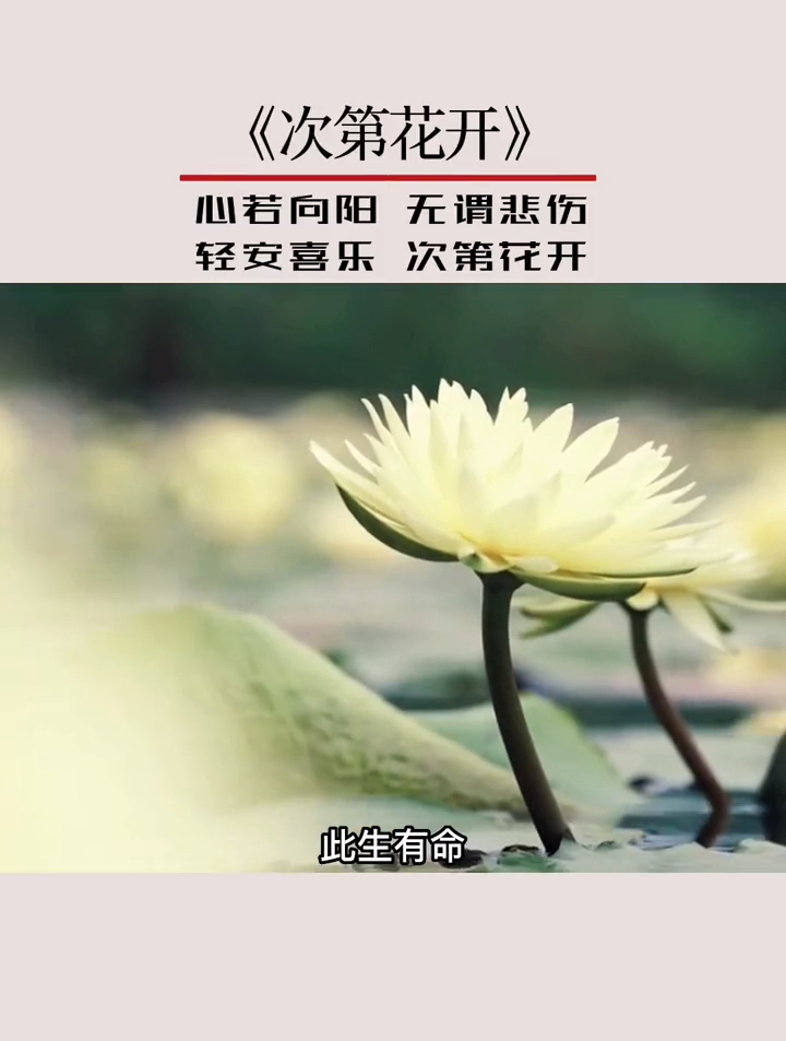 《次第花开》:心若向阳,无谓悲伤